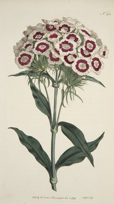 Bearded Pink, from The Botanical Magazine or Flower Garden Displayed, pub. 1792 (hand coloured engraving) by English School